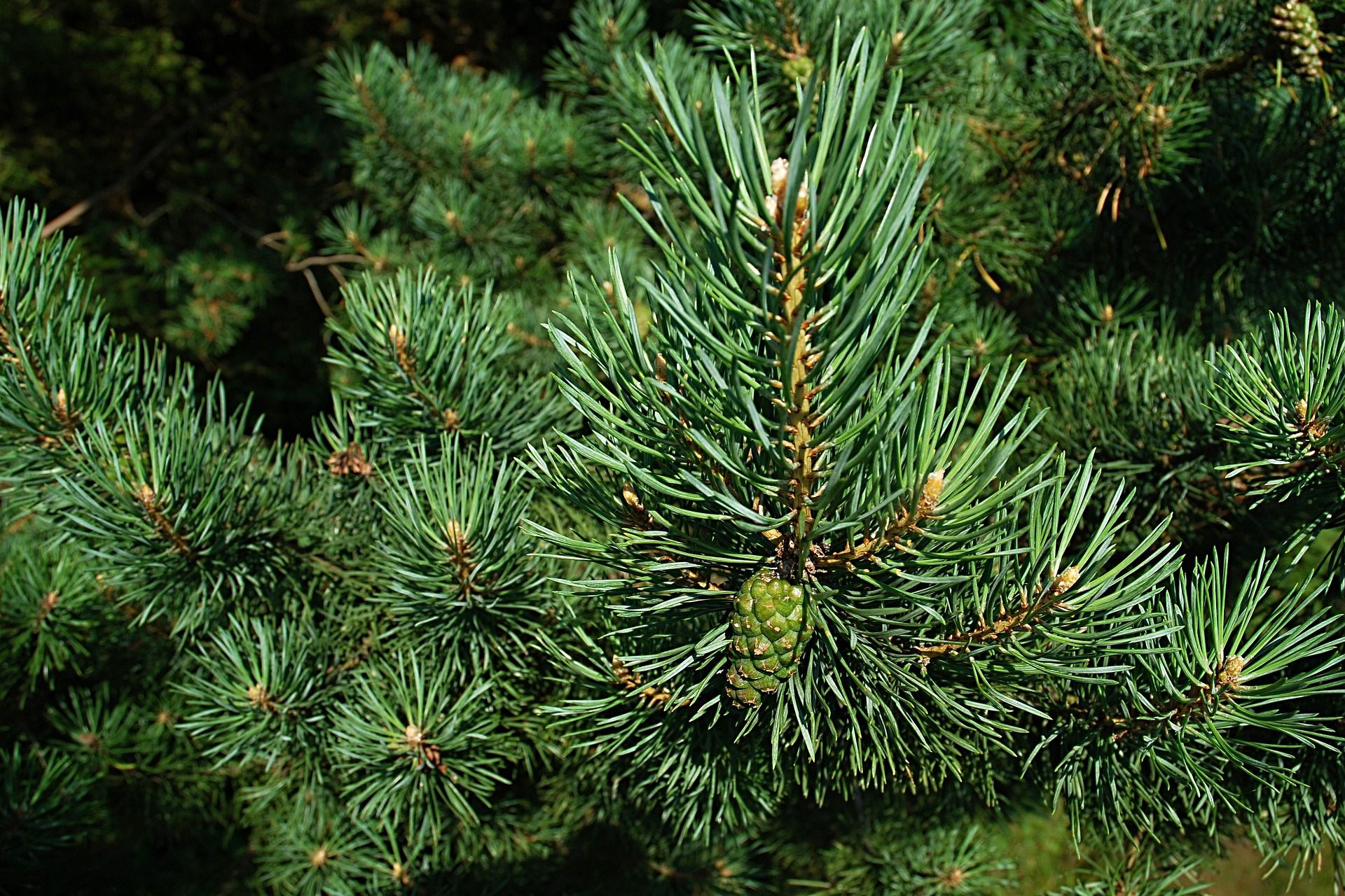Le sapin de Noël de Strasbourg est Lorrain !