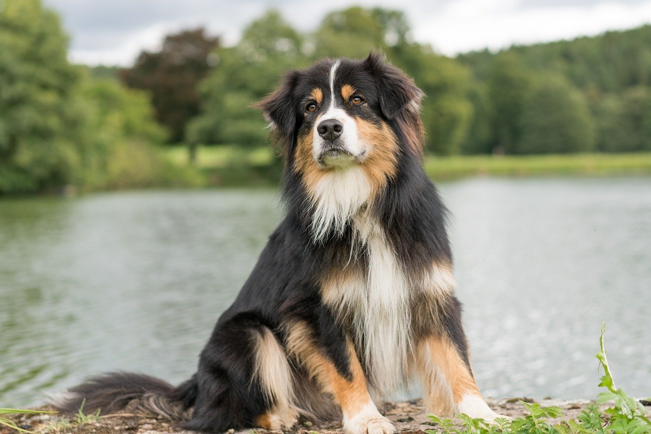 Les chiens du Grand-Est, à l'honneur au Salon de l'Agriculture