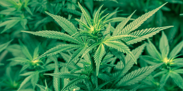 Les Etats-Unis lancent un label bio pour la marijuana