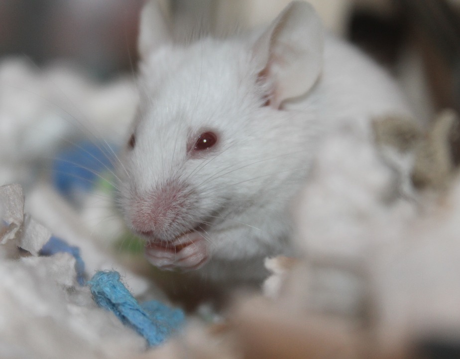 Les Eurodéputés favorable à l'interdiction mondiale des tests de cosmétiques sur les animaux