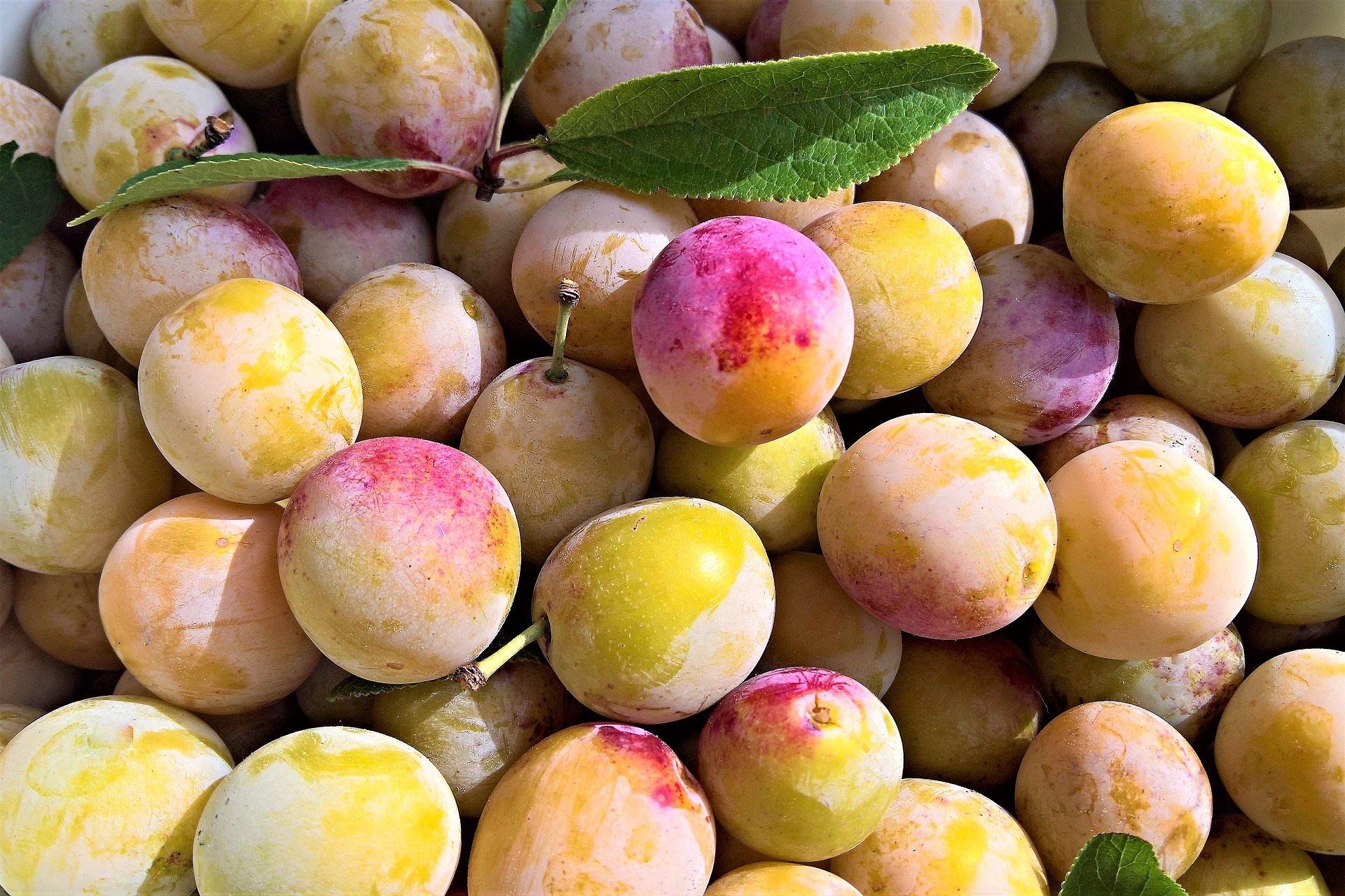 Les mirabelles de Lorraine arrivent sur les étals mercredi !