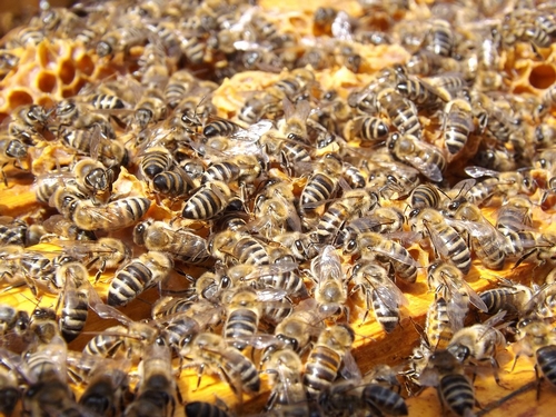 Les pesticides : couac au gouvernement