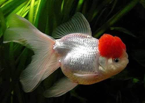 Les poissons ont leur concours de beauté