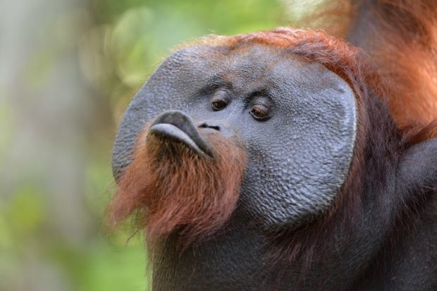 Les singes d'un zoo peuvent désormais trouver l'amour via internet