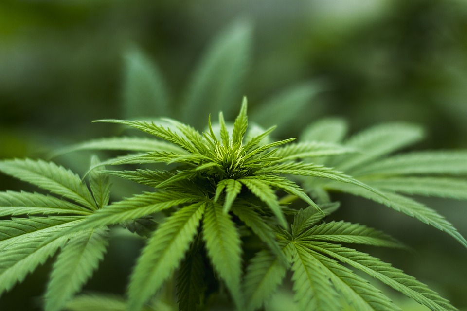 Metz : ouverture d'un comptoir de cannabis légal