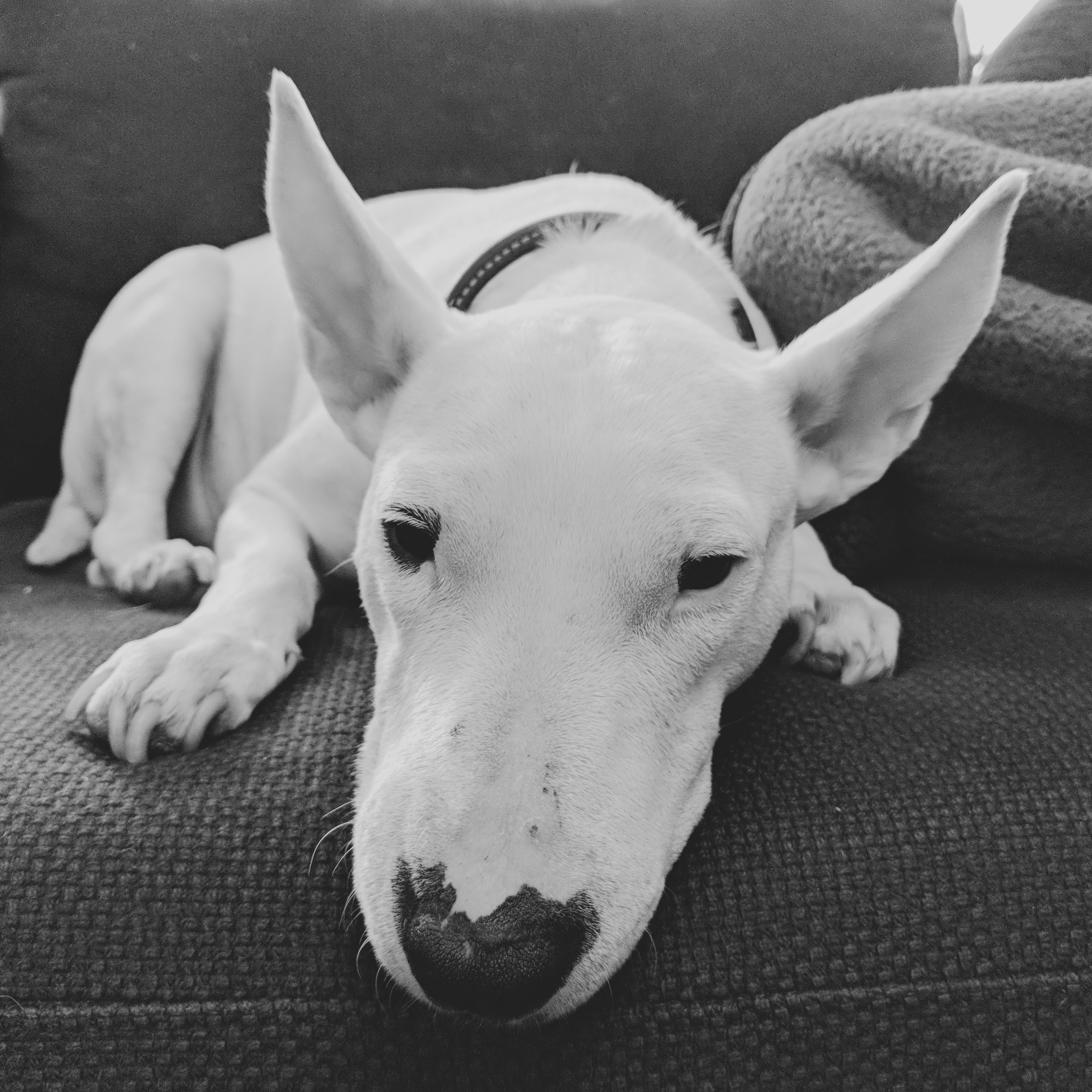 Meuse : le propriétaire d'un chien qui avait attaqué un enfant, condamné