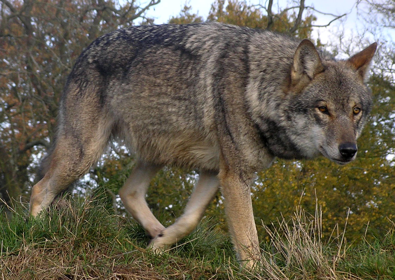 Meuse : Un bovin tué par un loup