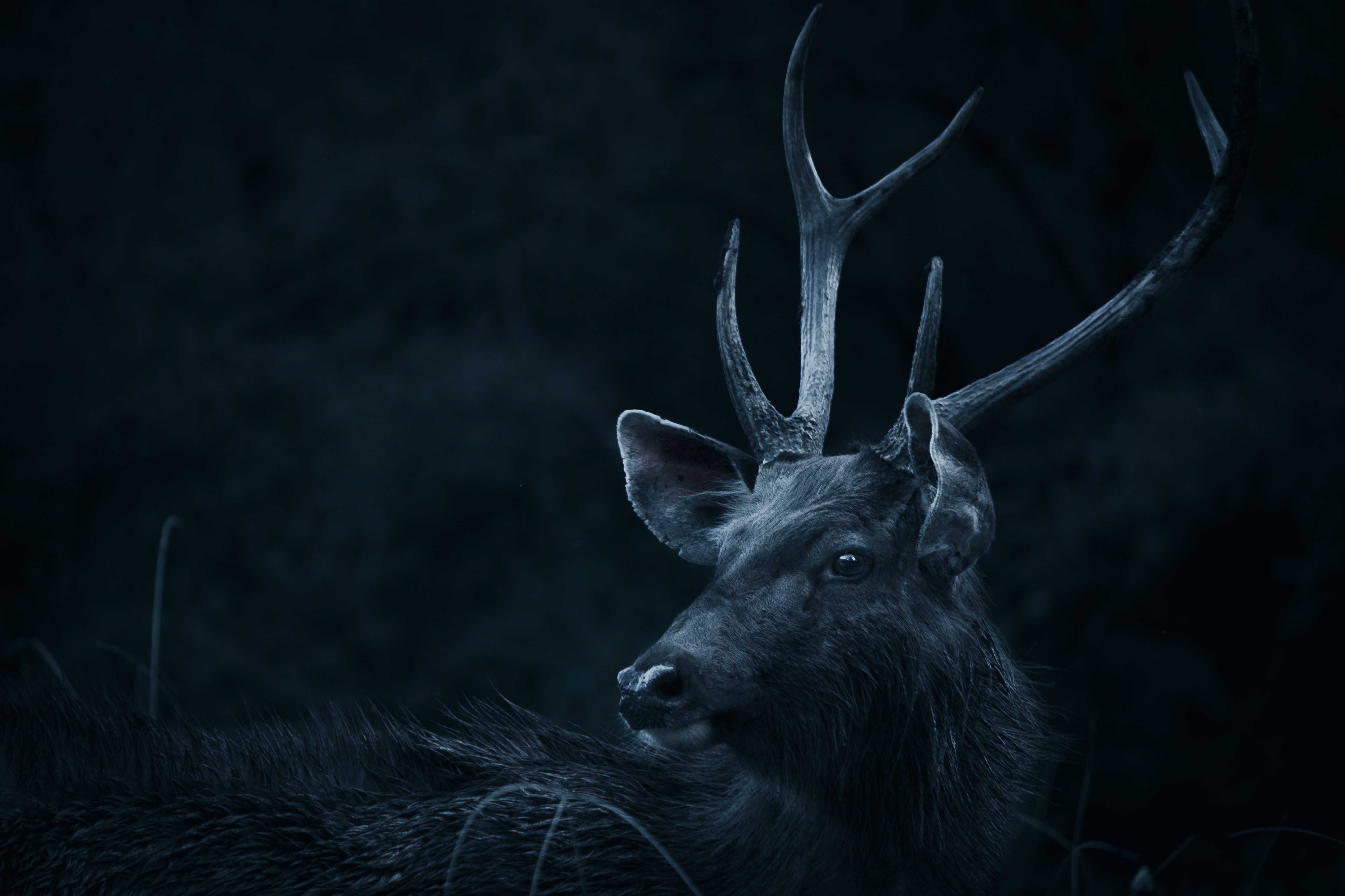 Meuse : un chasseur tué par un cerf