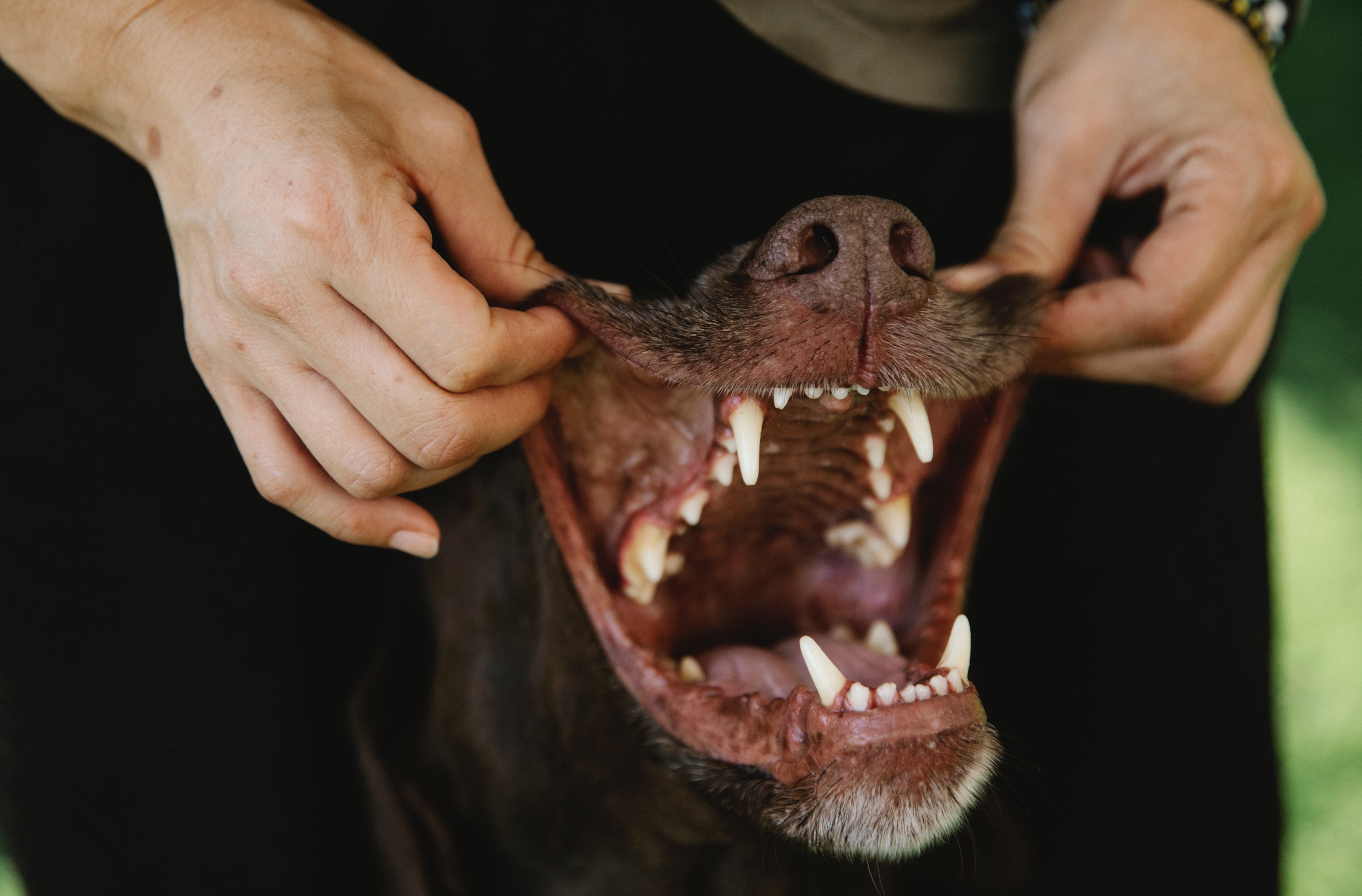 Moselle-Est : une fillette attaquée en pleine rue par un chien