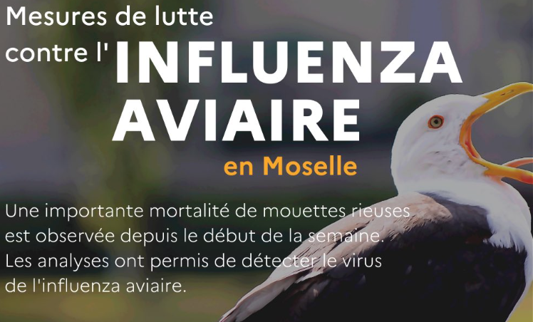 Moselle : poursuite des mesures de lutte contre l’influenza aviaire 