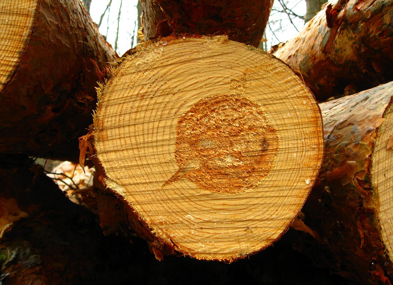 Moselle :  un homme devant la justice pour le vol de plus de 500 000 euros d'arbres !