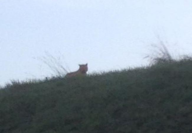 Où est le tigre ?
