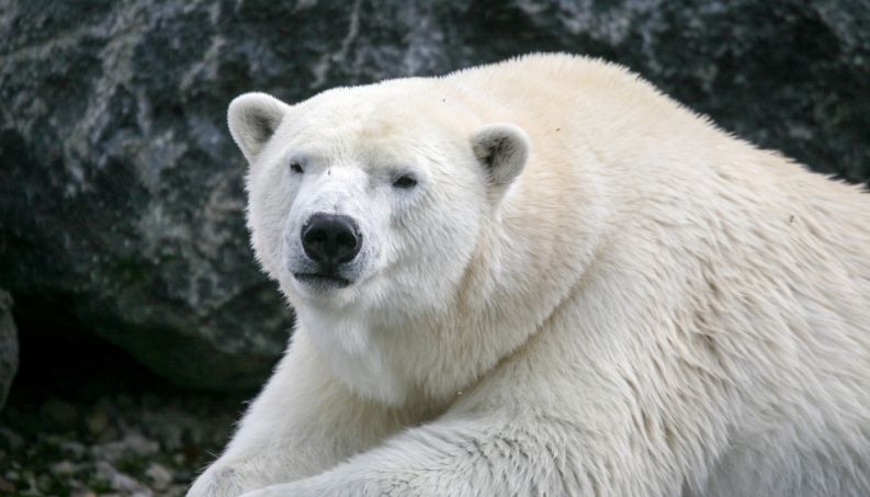 Olaf, le célèbre ours blanc du zoo d'Amnéville, est mort