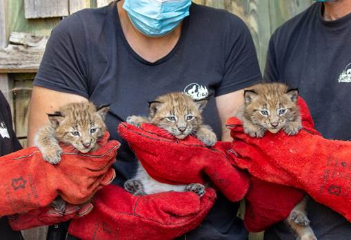 Parc de Sainte-Croix : naissance de trois petit lynx