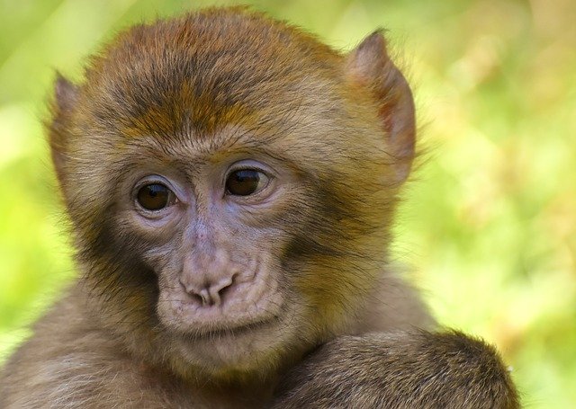 Partez à la découverte de la Montagne des Singes à Kintzheim
