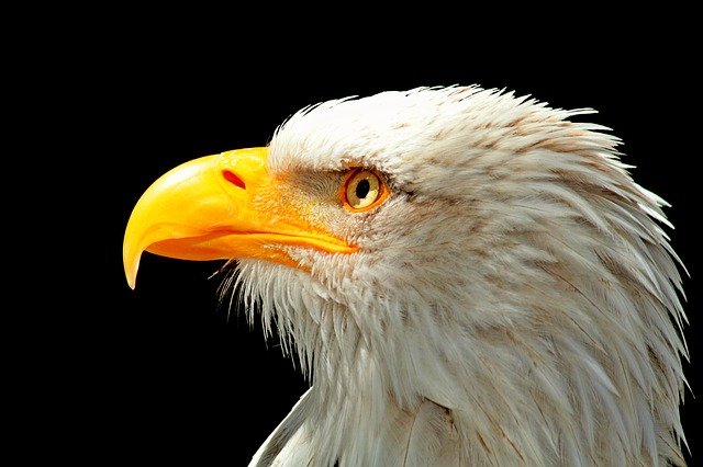 Partez à la découverte de la Volerie des aigles en Alsace