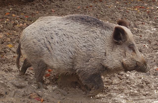 Peste porcine : 101 km de clôture entre la France et la Belgique