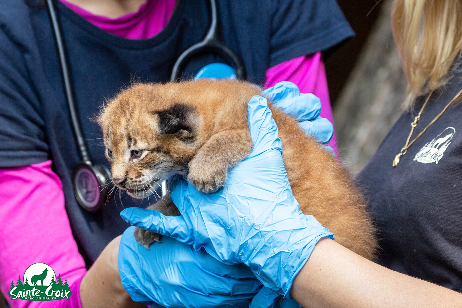 Premier examen médical pour 3 chatons lynxs au Parc de Sainte-Croix