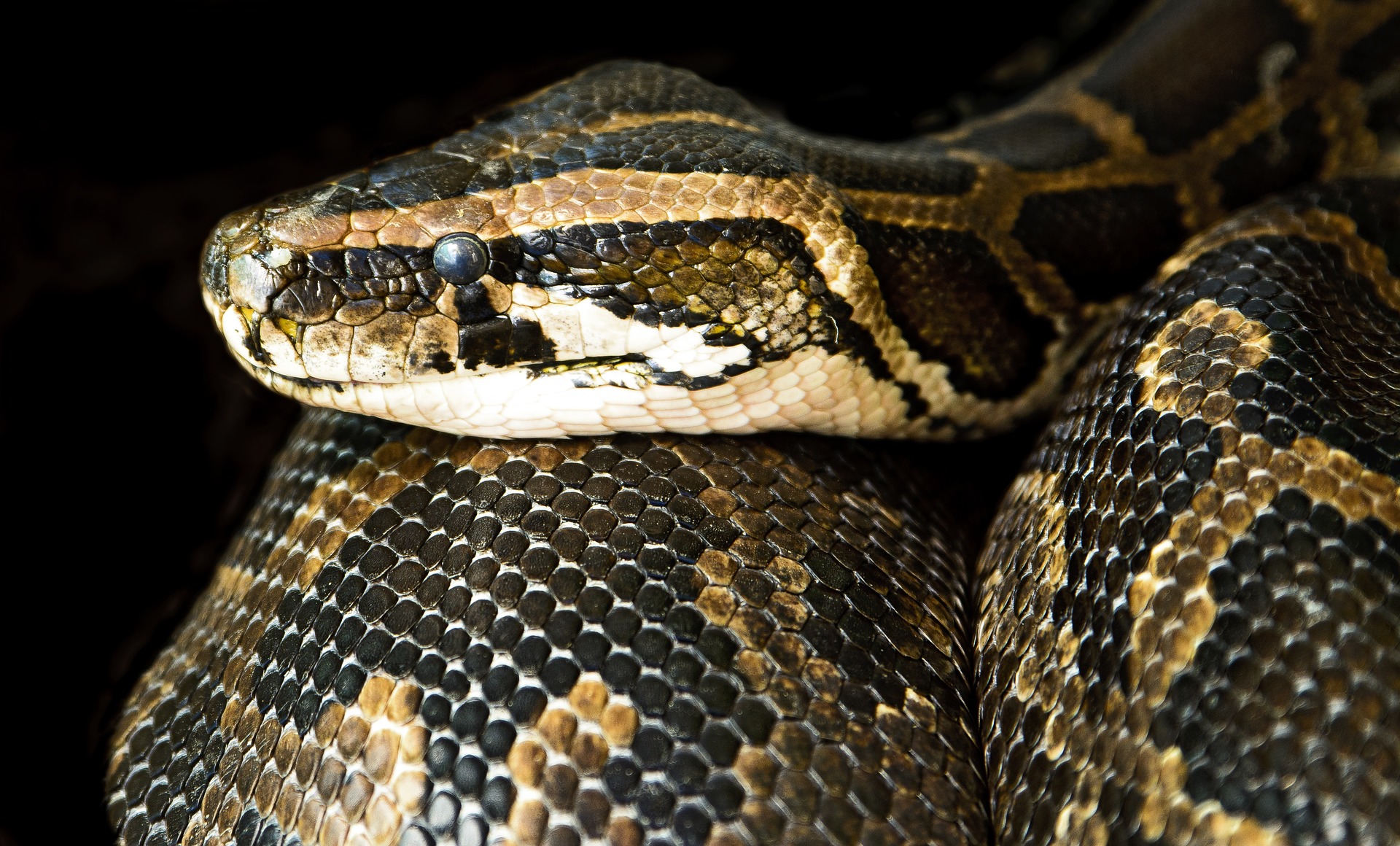 Qui a vu "Basilic", ce boa de 2 mètres, disparu en Meurthe et Moselle ?