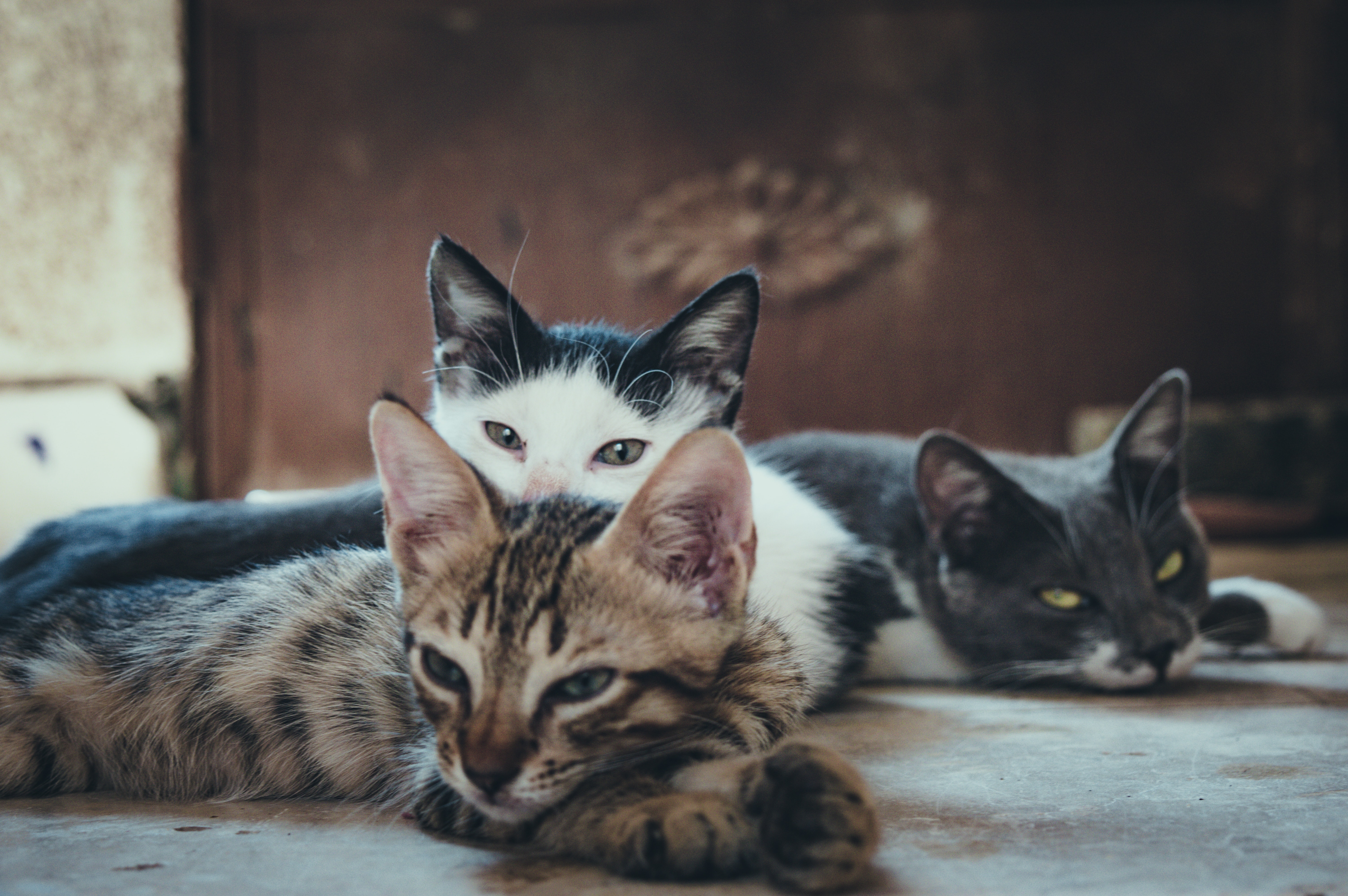 Qui tire et tue des chats à Audun-Le-Tiche ?