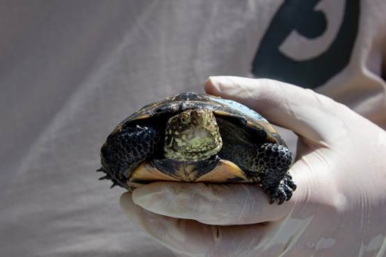 Sainte-Croix : 36 tortues cistudes débarquent au Parc