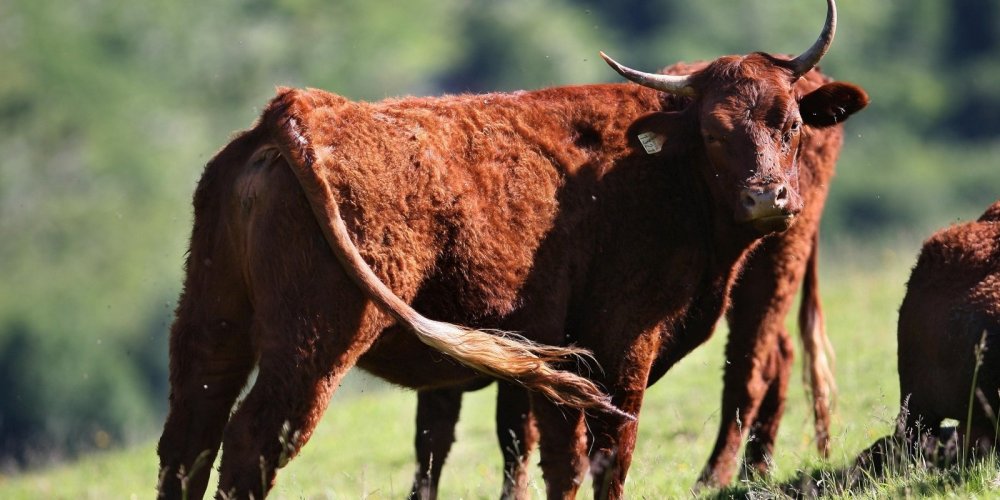 Suspicion de cas de vache folle dans les Ardennes