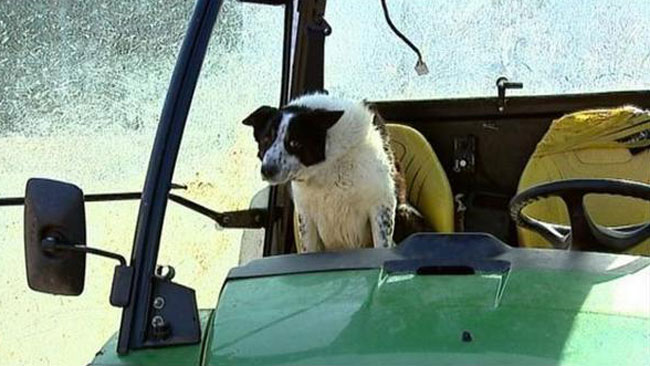 Un chien prend le volant