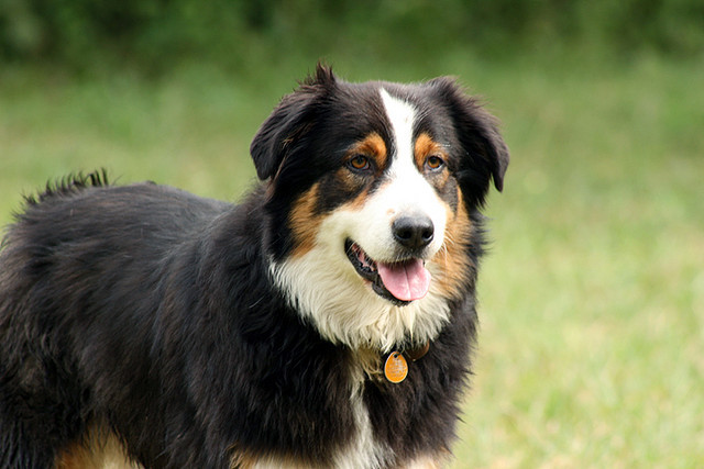 Un chien un peu trop gourmand