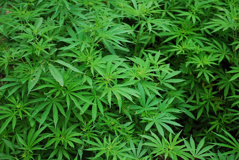Voyage en bus vers Luxembourg : son baluchon contenait 2 kg de marijuana