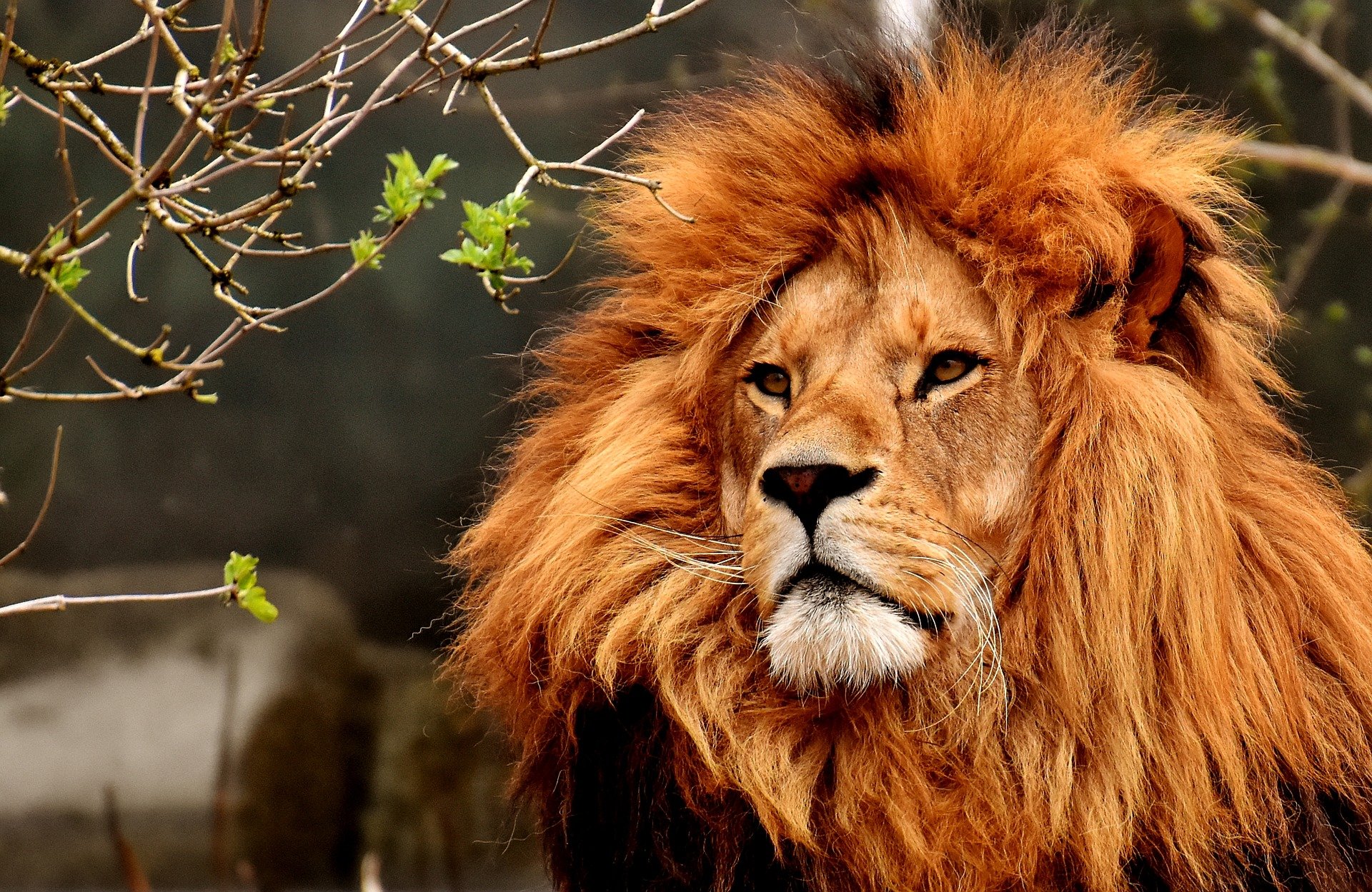 Zoo d'Amnéville : le lion Hélios s'est éteint