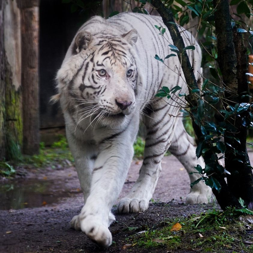 Zoo d'Amnéville : le tigre Kantaji, est mort