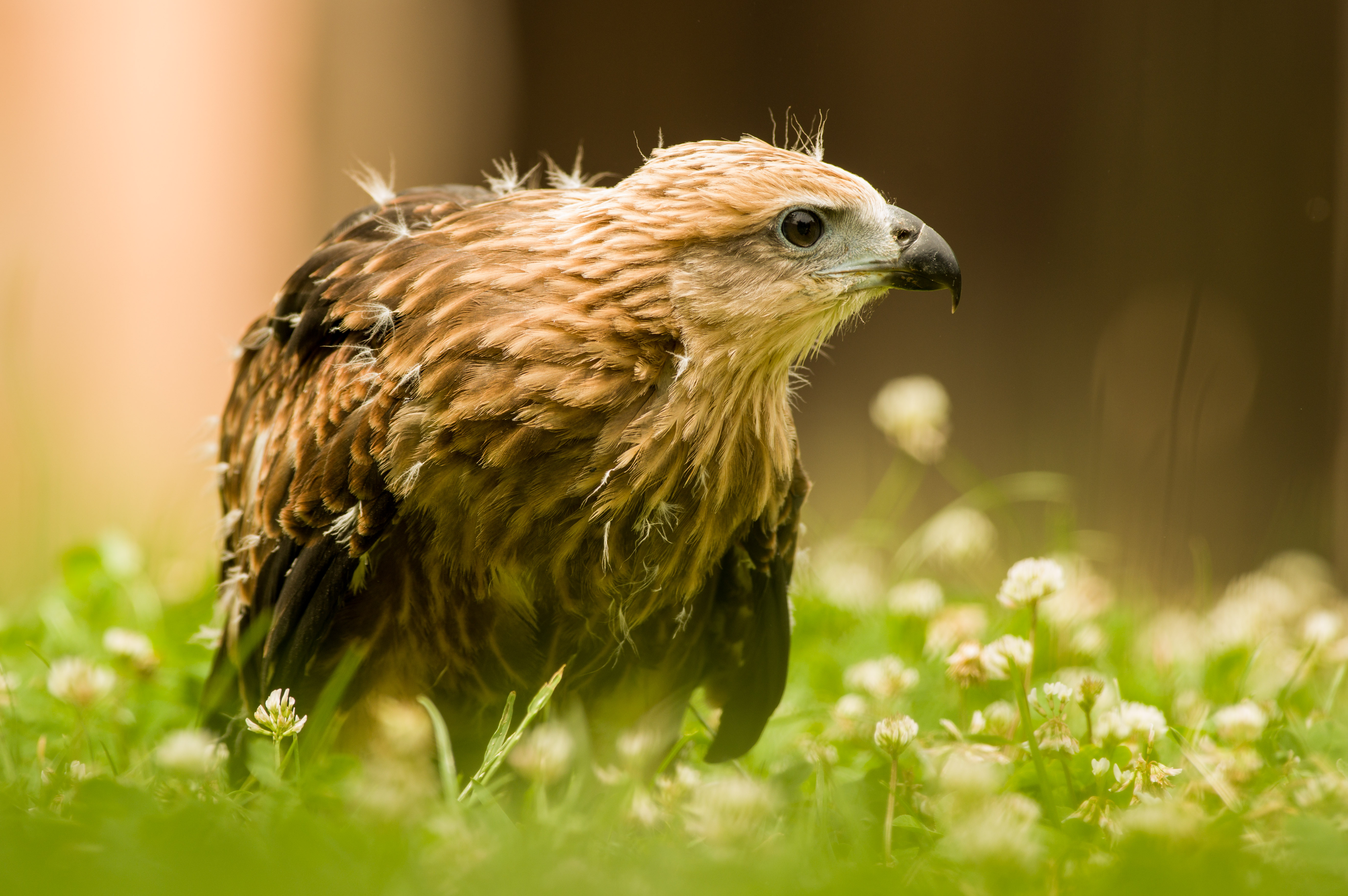 Zoo d'Amnéville : plusieurs nouvelles naissances